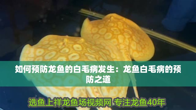 如何預防龍魚的白毛病發生：龍魚白毛病的預防之道