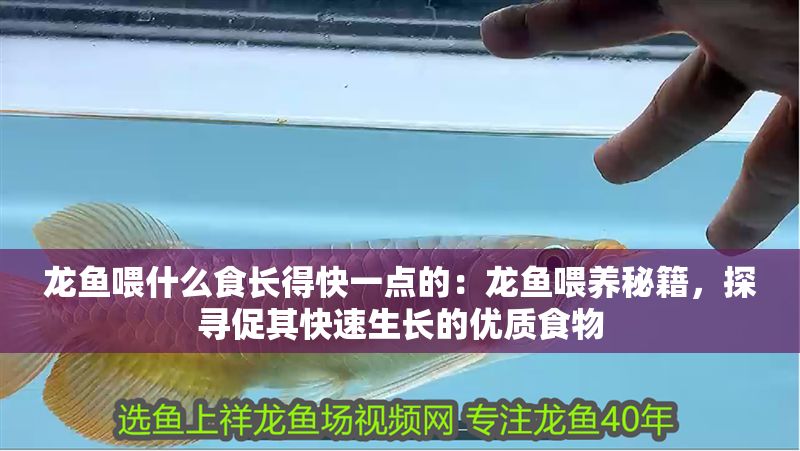 龍魚喂什么食長得快一點的：龍魚喂養秘籍，探尋促其快速生長的優質食物