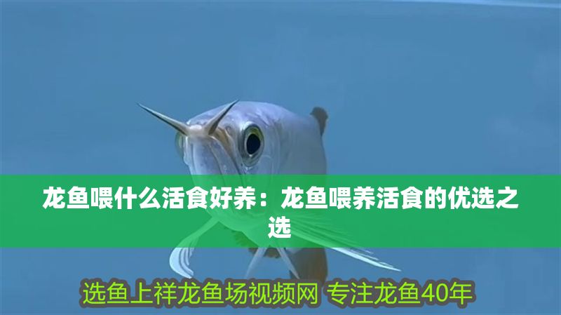龍魚喂什么活食好養：龍魚喂養活食的優選之選