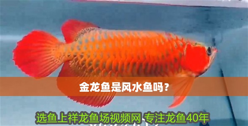 金龍魚是風水魚嗎？ 金龍魚是風水魚嗎？ 龍魚百科