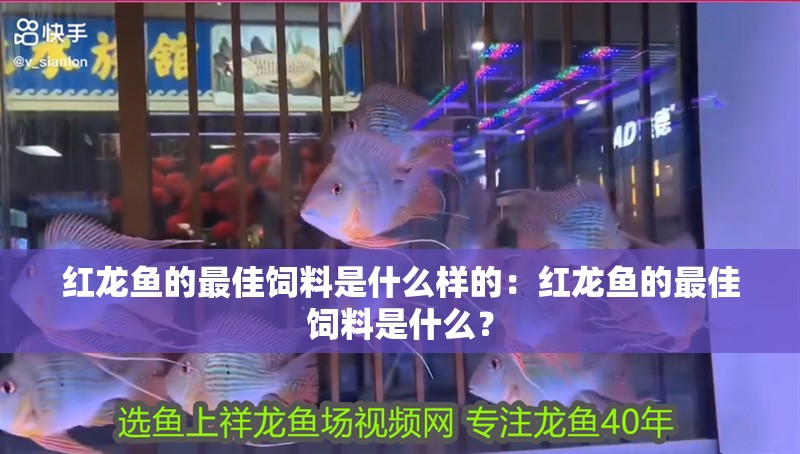 紅龍魚的最佳飼料是什么樣的：紅龍魚的最佳飼料是什么？