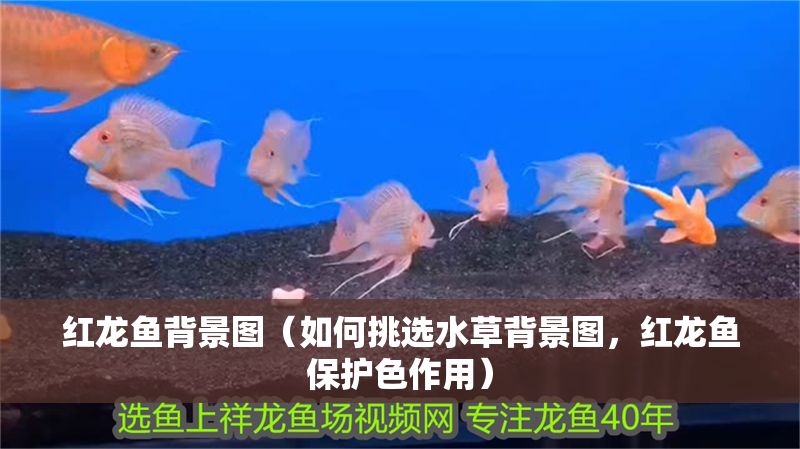 紅龍魚背景圖（如何挑選水草背景圖，紅龍魚保護色作用）