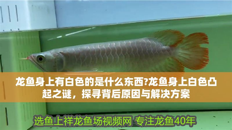 龍魚身上有白色的是什么東西?龍魚身上白色凸起之謎，探尋背后原因與解決方案