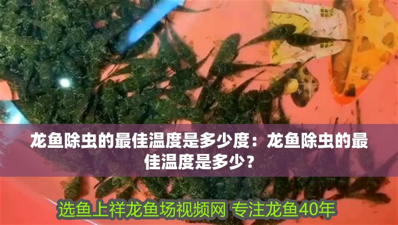 龍魚除蟲的最佳溫度是多少度：龍魚除蟲的最佳溫度是多少？