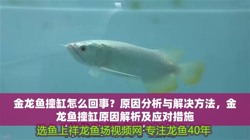 金龍魚撞缸怎么回事？原因分析與解決方法，金龍魚撞缸原因解析及應對措施