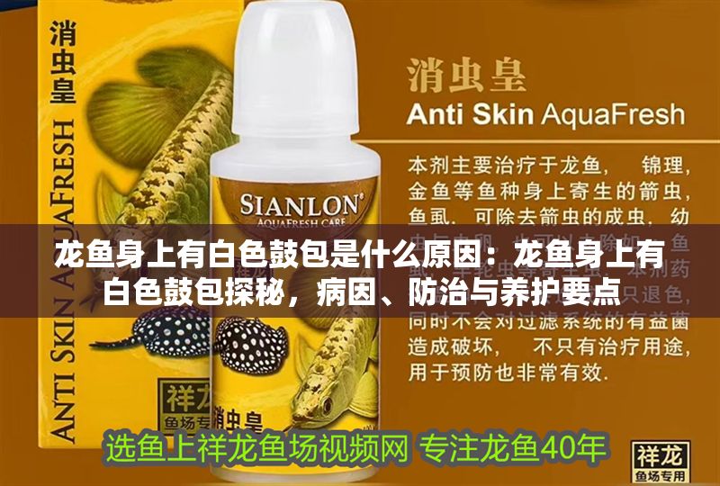 龍魚身上有白色鼓包是什么原因：龍魚身上有白色鼓包探秘，病因、防治與養護要點