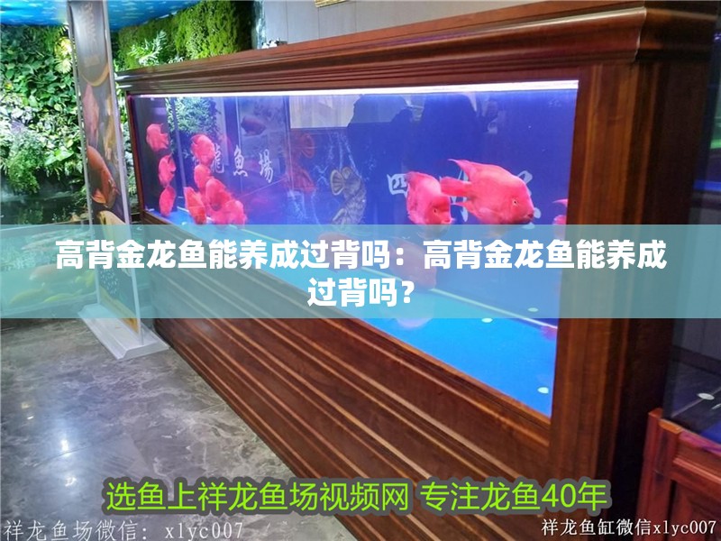 高背金龍魚能養成過背嗎：高背金龍魚能養成過背嗎？