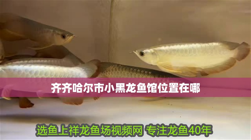 齊齊哈爾市小黑龍魚館位置在哪