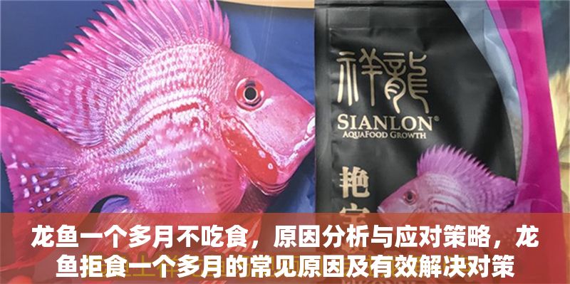龍魚一個多月不吃食，原因分析與應對策略，龍魚拒食一個多月的常見原因及有效解決對策