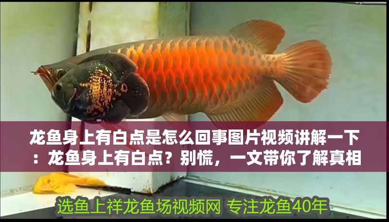 龍魚身上有白點(diǎn)是怎么回事圖片視頻講解一下：龍魚身上有白點(diǎn)？別慌，一文帶你了解真相！