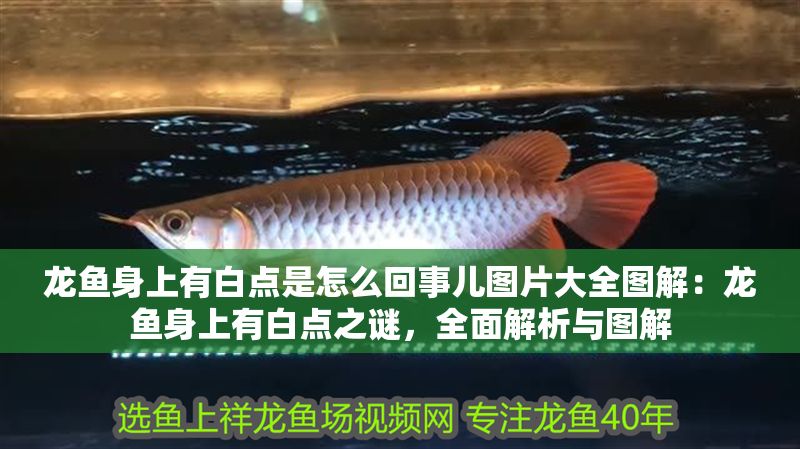 龍魚身上有白點(diǎn)是怎么回事兒圖片大全圖解：龍魚身上有白點(diǎn)之謎，全面解析與圖解