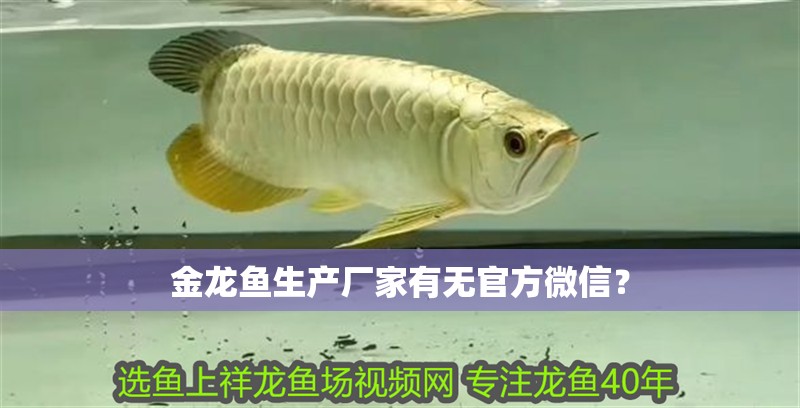 金龍魚生產(chǎn)廠家有無官方微信？