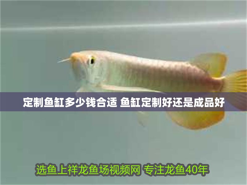 定制魚缸多少錢合適 魚缸定制好還是成品好