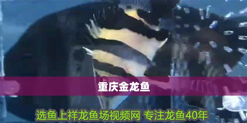 重慶金龍魚
