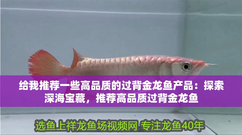 給我推薦一些高品質的過背金龍魚產品：探索深海寶藏，推薦高品質過背金龍魚