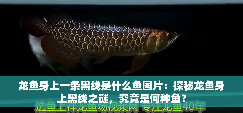 龍魚身上一條黑線是什么魚圖片：探秘龍魚身上黑線之謎，究竟是何種魚？