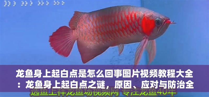 龍魚身上起白點(diǎn)是怎么回事圖片視頻教程大全：龍魚身上起白點(diǎn)之謎，原因、應(yīng)對(duì)與防治全解析