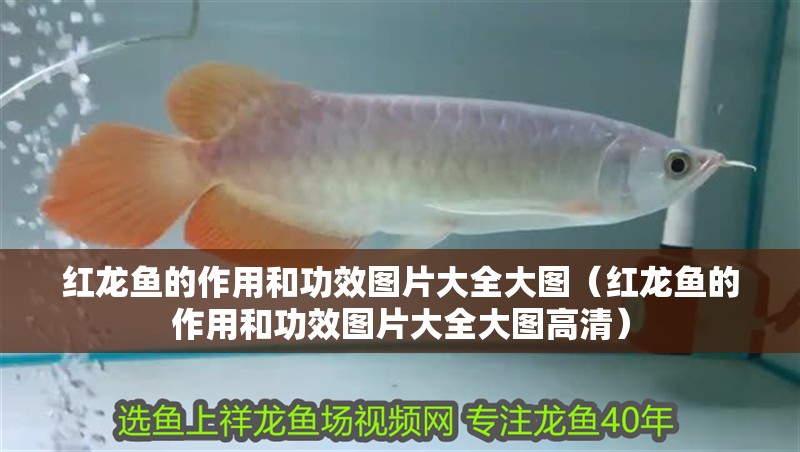 紅龍魚的作用和功效圖片大全大圖（紅龍魚的作用和功效圖片大全大圖高清）
