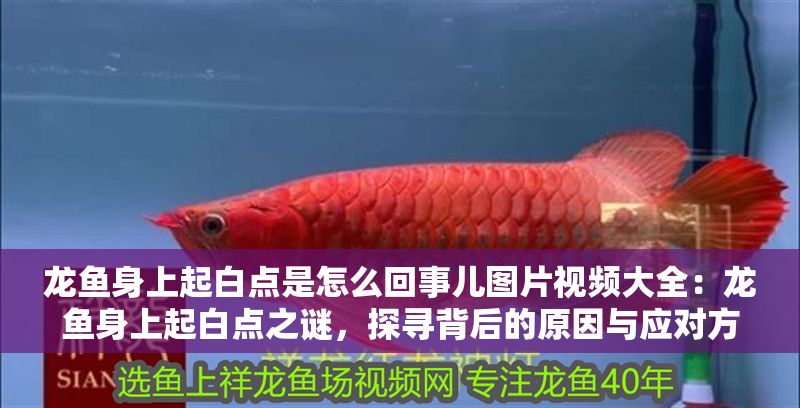 龍魚身上起白點是怎么回事兒圖片視頻大全：龍魚身上起白點之謎，探尋背后的原因與應(yīng)對方法