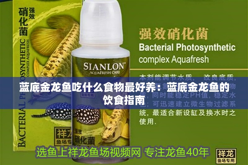 藍底金龍魚吃什么食物最好養(yǎng)：藍底金龍魚的飲食指南