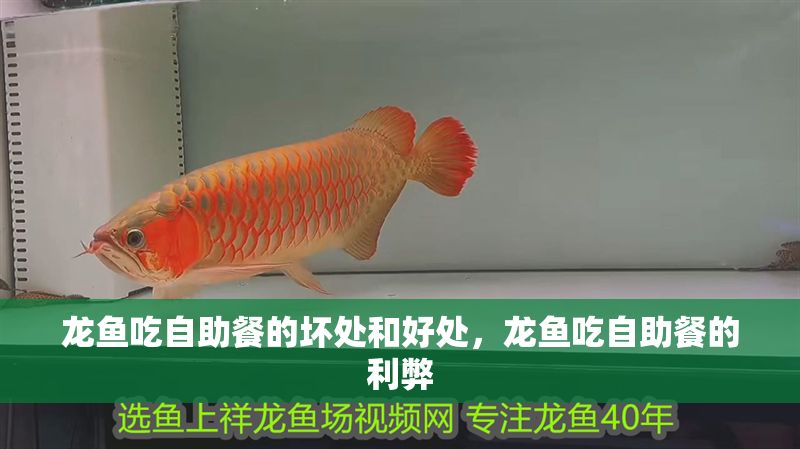 龍魚吃自助餐的壞處和好處，龍魚吃自助餐的利弊