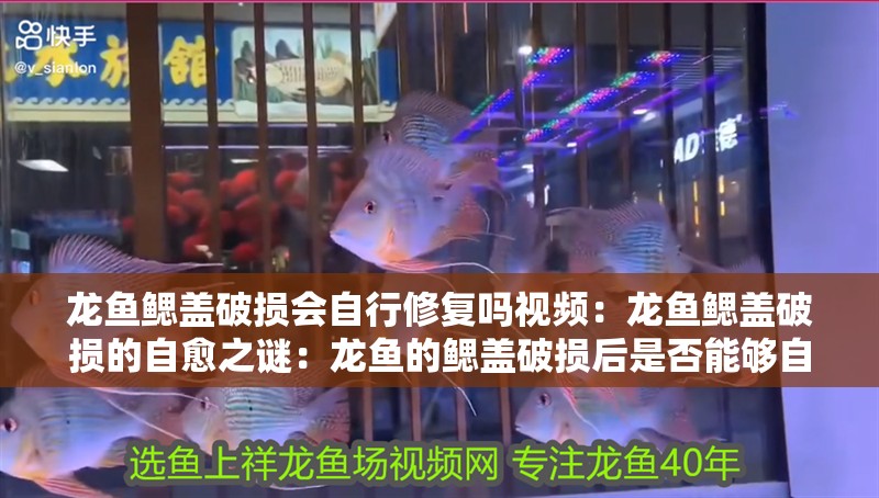 龍魚鰓蓋破損會自行修復嗎視頻：龍魚鰓蓋破損的自愈之謎：龍魚的鰓蓋破損后是否能夠自愈