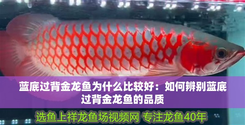 藍底過背金龍魚為什么比較好：如何辨別藍底過背金龍魚的品質