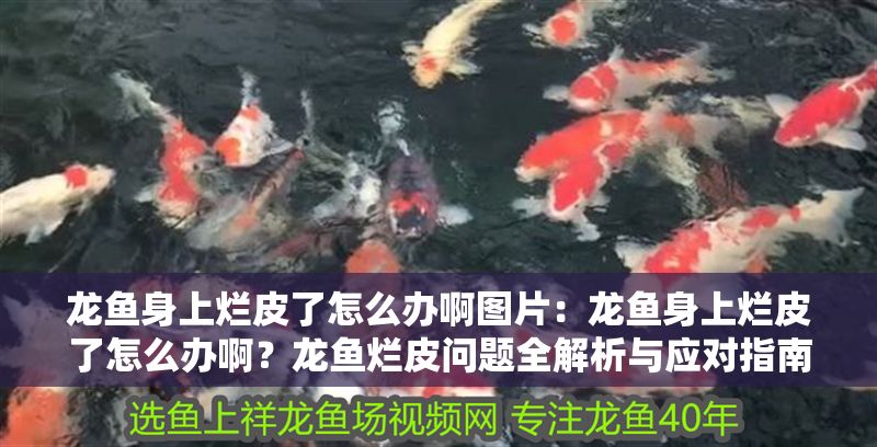 龍魚身上爛皮了怎么辦啊圖片：龍魚身上爛皮了怎么辦??？龍魚爛皮問題全解析與應對指南