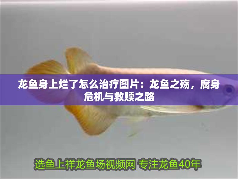 龍魚身上爛了怎么治療圖片：龍魚之殤，腐身危機與救贖之路