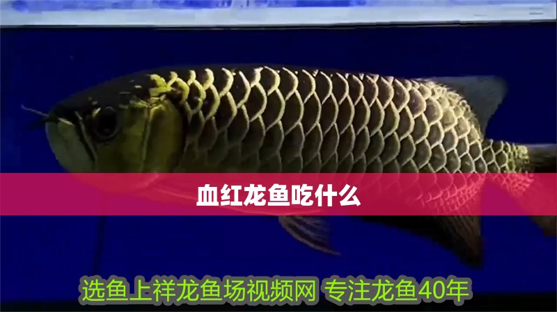 血紅龍魚吃什么