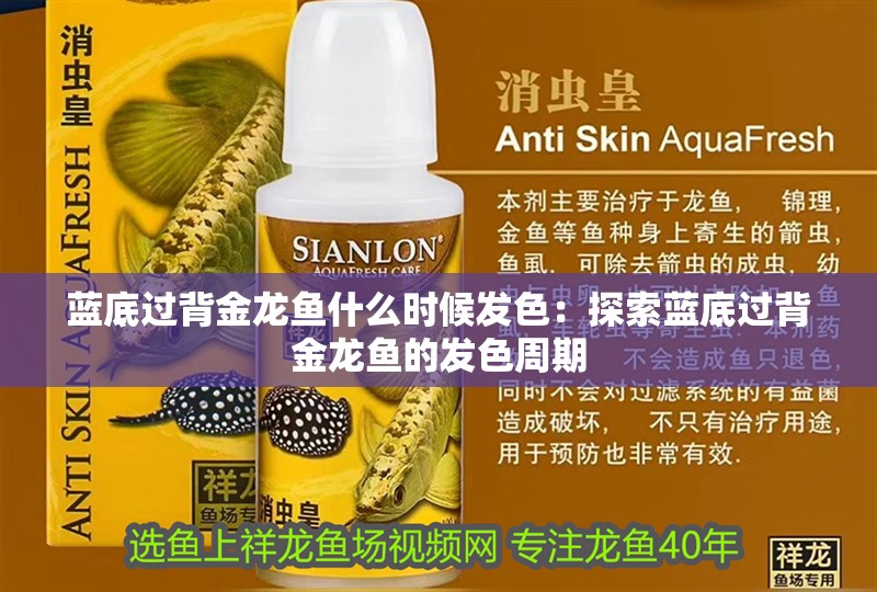 藍底過背金龍魚什么時候發色：探索藍底過背金龍魚的發色周期