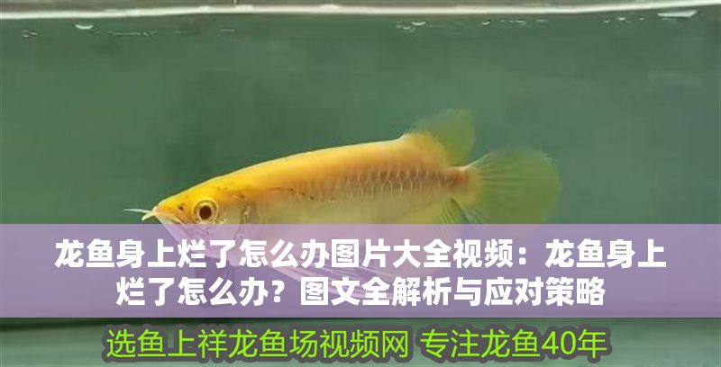 龍魚身上爛了怎么辦圖片大全視頻：龍魚身上爛了怎么辦？圖文全解析與應對策略