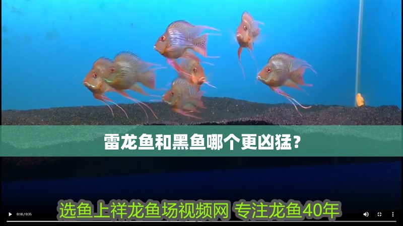 雷龍魚和黑魚哪個更兇猛？