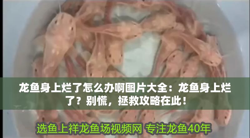 龍魚身上爛了怎么辦啊圖片大全：龍魚身上爛了？別慌，拯救攻略在此！
