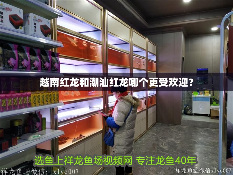 越南紅龍和潮汕紅龍哪個更受歡迎？