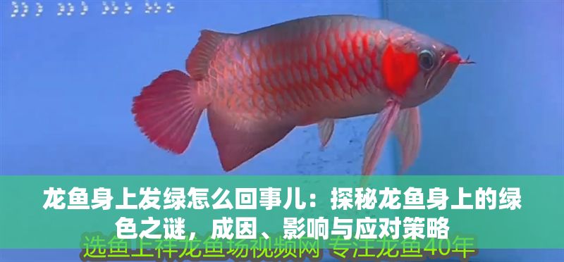 龍魚身上發綠怎么回事兒：探秘龍魚身上的綠色之謎，成因、影響與應對策略