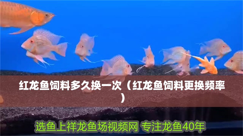 紅龍魚飼料多久換一次（紅龍魚飼料更換頻率）