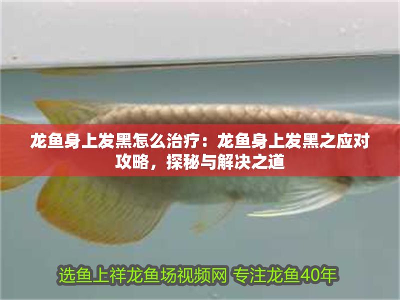 龍魚身上發(fā)黑怎么治療：龍魚身上發(fā)黑之應(yīng)對(duì)攻略，探秘與解決之道