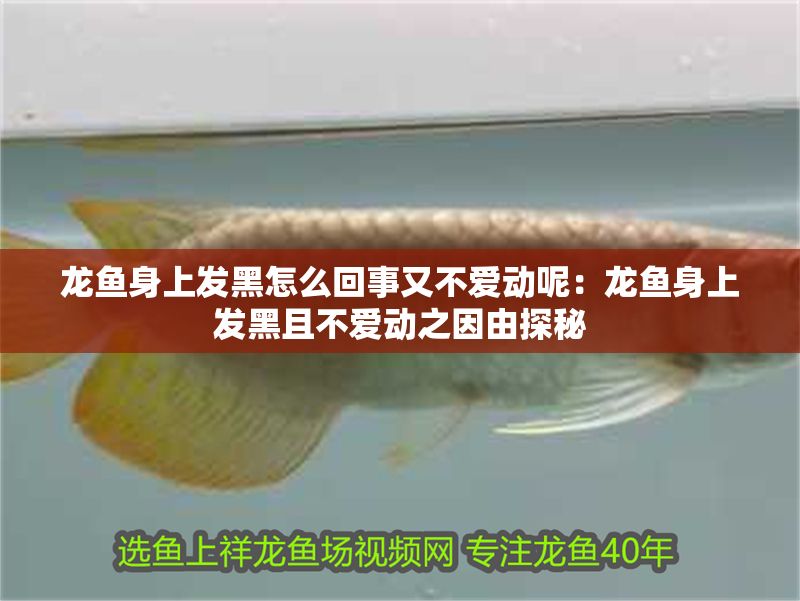 龍魚身上發黑怎么回事又不愛動呢：龍魚身上發黑且不愛動之因由探秘