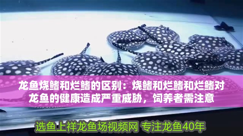 龍魚燒鰭和爛鰭的區別：燒鰭和爛鰭和爛鰭對龍魚的健康造成嚴重威脅，飼養者需注意