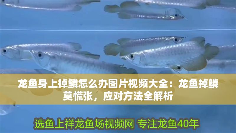 龍魚身上掉鱗怎么辦圖片視頻大全：龍魚掉鱗莫慌張，應(yīng)對方法全解析