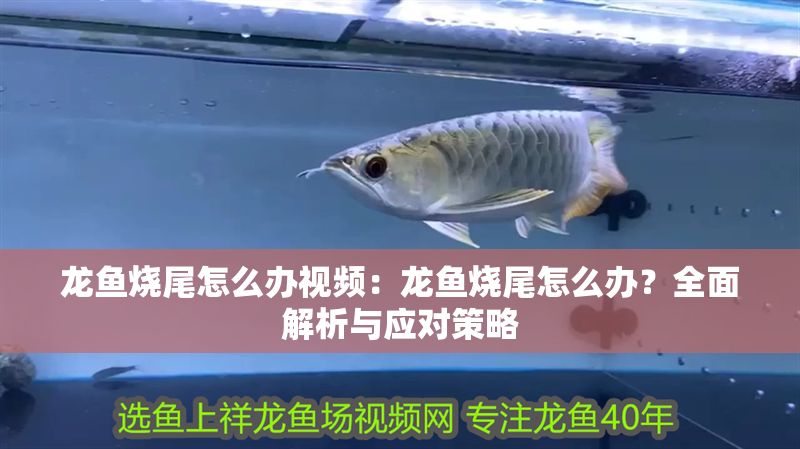 龍魚燒尾怎么辦視頻：龍魚燒尾怎么辦？全面解析與應對策略