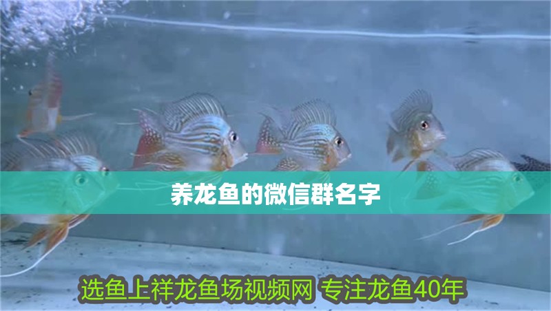 養龍魚的微信群名字