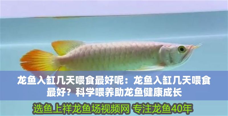 龍魚入缸幾天喂食最好呢：龍魚入缸幾天喂食最好？科學喂養助龍魚健康成長