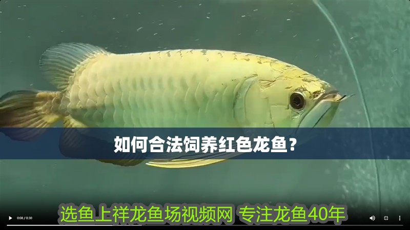 如何合法飼養紅色龍魚？