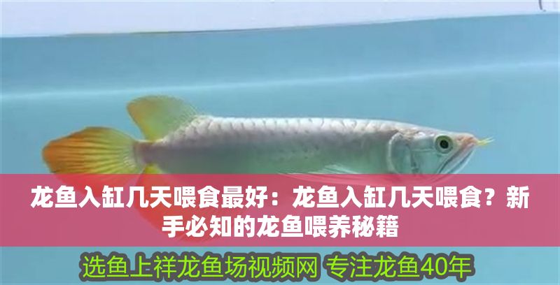龍魚入缸幾天喂食最好：龍魚入缸幾天喂食？新手必知的龍魚喂養秘籍