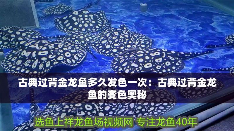 古典過背金龍魚多久發色一次：古典過背金龍魚的變色奧秘