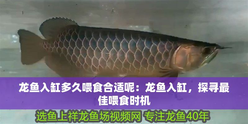 龍魚入缸多久喂食合適呢：龍魚入缸，探尋最佳喂食時機