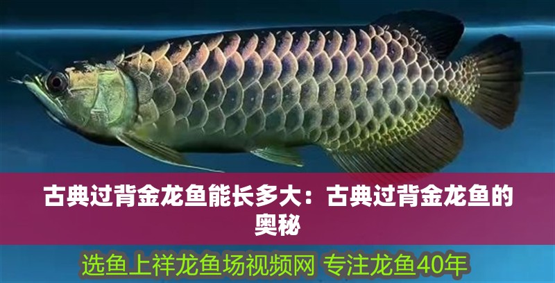 古典過背金龍魚能長多大：古典過背金龍魚的奧秘