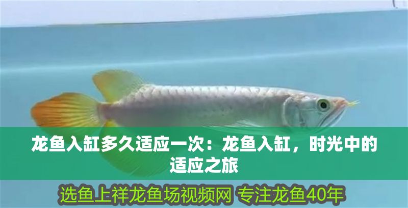 龍魚入缸多久適應一次：龍魚入缸，時光中的適應之旅